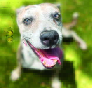 Pet of the Week